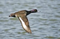 /album/photo-gallery-ducks/a1-404-filtered-filtered-jpg/